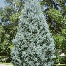 Doğaşık Mavi Servi Fidanı (Picea Pungens) 50 60 cm