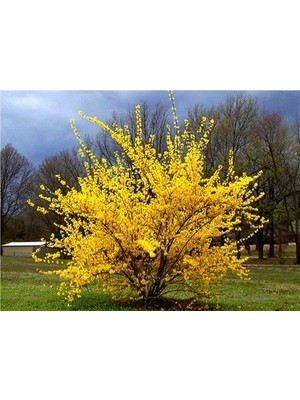Doğaşık Altın Çanak Ağacı (Cercidiphyllum Japonicum),