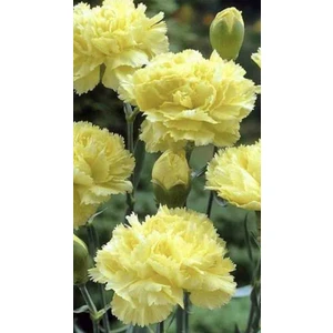 Sarı Karanfil Çiçeği Tohumu 25 Adet
