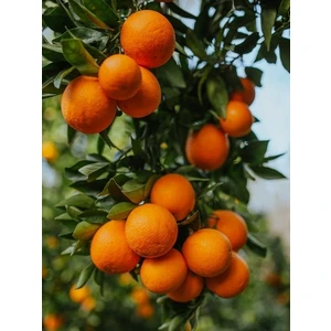 Lokmacı Ana Şeker Portakalı