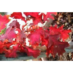 30 50 cm Boylarında Kırmızı Amerikan Meşesi