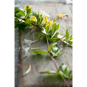 Hanımeli Fidanı 35 45 cm