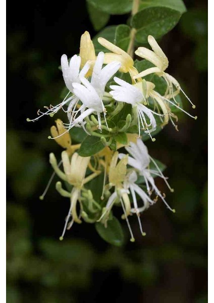 Hanımeli Fidanı 35 45 cm fiyatları