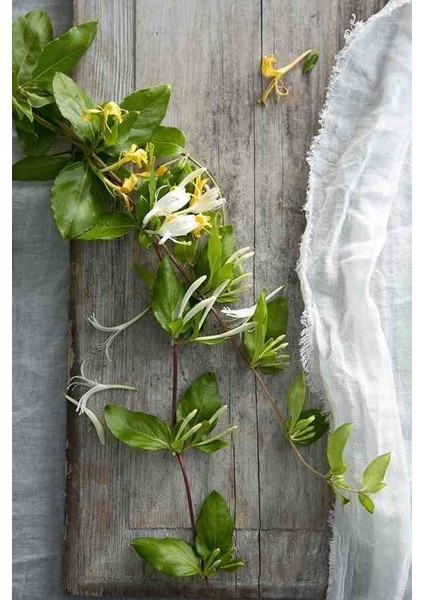 Hanımeli Fidanı 35 45 cm fırsatları