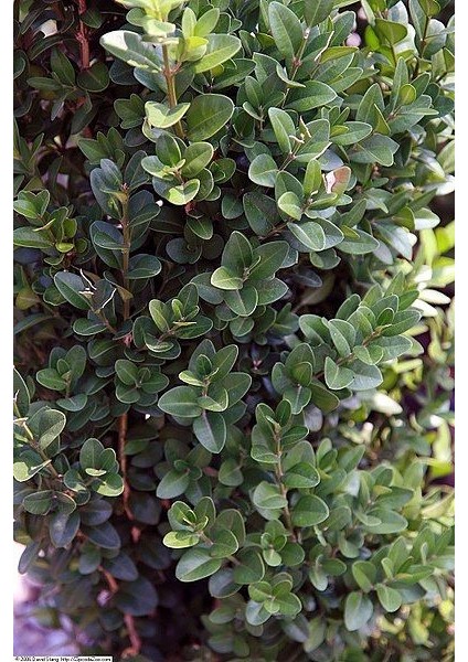 Dekoratif Bahçe Ağacı Yeşil Yapraklı Şimşir Fidanı [15-20 cm Boy]