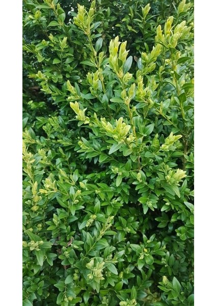 Dekoratif Bahçe Ağacı Yeşil Yapraklı Şimşir Fidanı [15-20 cm Boy] fiyatları