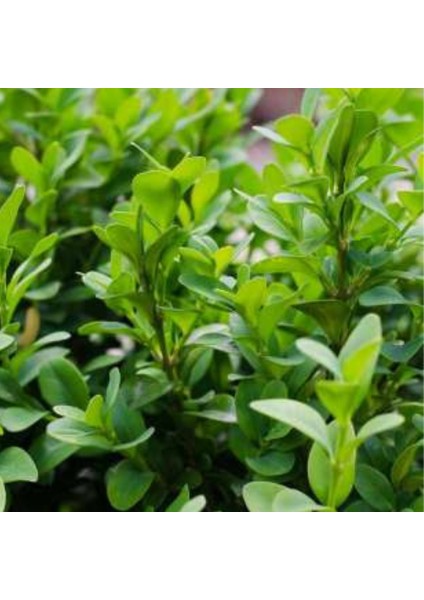 Dekoratif Bahçe Ağacı Yeşil Yapraklı Şimşir Fidanı [15-20 cm Boy] modelleri