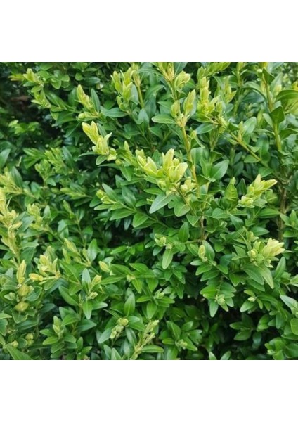 Dekoratif Bahçe Ağacı Yeşil Yapraklı Şimşir Fidanı [15-20 cm Boy] fırsatları