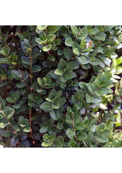 Dekoratif Bahçe Ağacı Yeşil Yapraklı Şimşir Fidanı [15-20 cm Boy] indirimleri