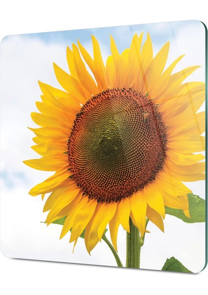 Cam Kesme Tahtası Kare Ayçiçeği Desenli 30X30 cm fırsatları