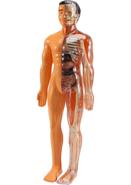 3D Insan Vücudu Anatomisi Modeli Çocuk Plastik Dıy Iskelet Oyuncak Bilim Erken Öğrenme cıları Eğitici Oyuncaklar (Yurt Dışından) fiyatları