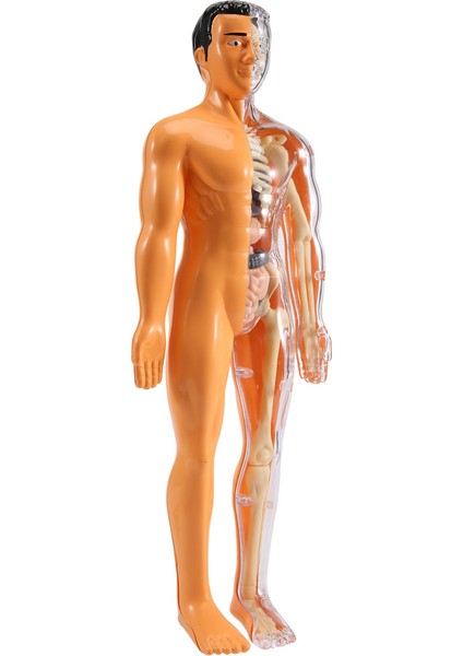3D Insan Vücudu Anatomisi Modeli Çocuk Plastik Dıy Iskelet Oyuncak Bilim Erken Öğrenme cıları Eğitici Oyuncaklar (Yurt Dışından) modelleri