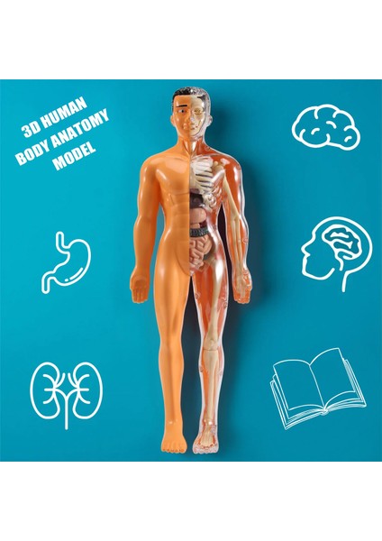 3D Insan Vücudu Anatomisi Modeli Çocuk Plastik Dıy Iskelet Oyuncak Bilim Erken Öğrenme cıları Eğitici Oyuncaklar (Yurt Dışından) fırsatları