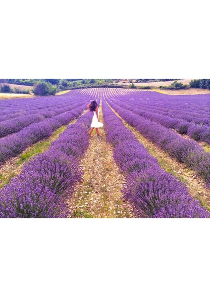 100 Adet Tohum Lavanta Çiçeği Tohum Mor Kokulu Ingiliz Saksı Toprak
