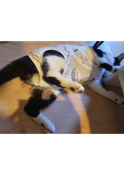 Ameliyat Sonrası Yara Bölgesini Koruyan Kedi Tulumu fiyatları