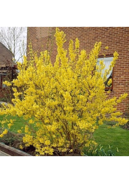 Altın Çanak Ağacı (Cercidiphyllum Japonicum),