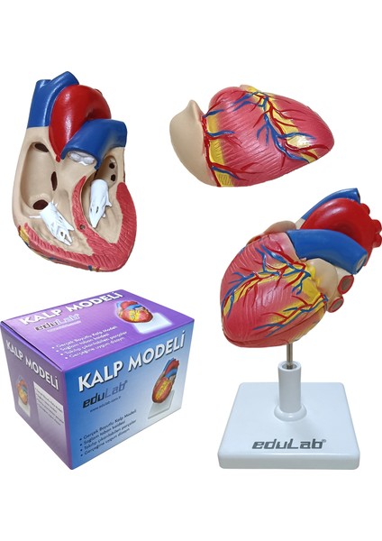 Kalp Modeli Küçük