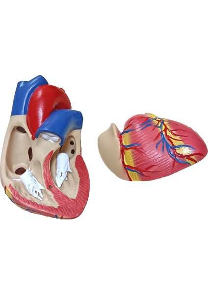 Kalp Modeli Küçük fiyatları