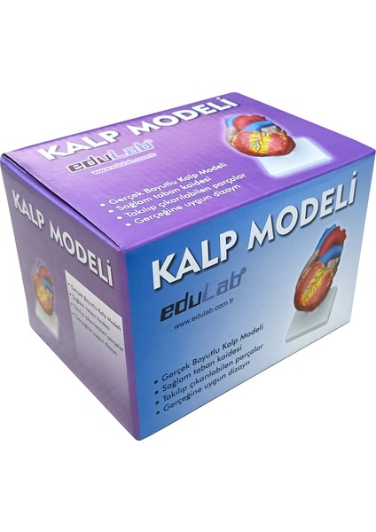 Kalp Modeli Küçük modelleri