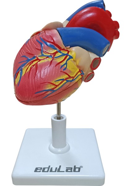 Kalp Modeli Küçük indirimleri