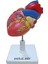 Kalp Modeli Küçük 4