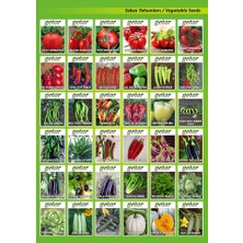 Getar Seeds Hıyar(Salatalık) Tohumu Beithalpha Hıyar Cinsi 1 Paket