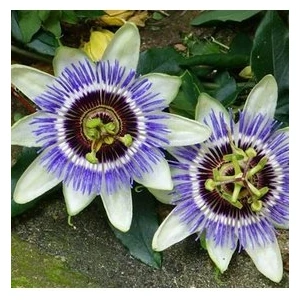 Köy Tohumları 50 Adet Tohum Passiflora Çarkıfelek Çiçek Çiçeği Tohumu Saksı Topraklıdır