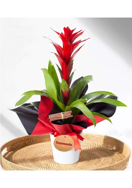 Guzmanya - Guzmania Beyaz Nora
