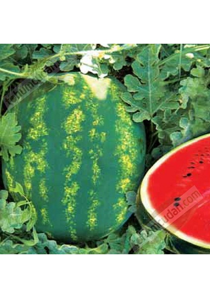100 Adet Tohum Meşhur Adana Karpuz Tohumu Adana Karpuzu Saksı Top