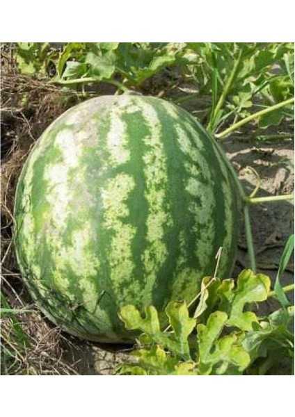 100 Adet Tohum Meşhur Adana Karpuz Tohumu Adana Karpuzu Saksı Top fiyatları