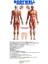 Bodywell (ZAYIFLAMA BANDI) 3