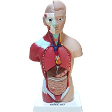 Edulab İnsan Vücudu Modeli Küçük Boy 27 cm Sökülüp Takılabilir Yumuşak Plastik