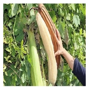 Köy Tohumları 50  Adet Tohum Eko Paket Lif Kabak Tohumu Kabak Tohumu Lif Kabağı To