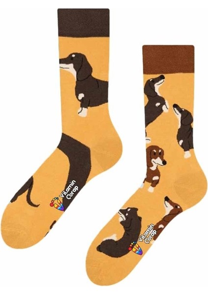 Köpekler Renkli Çorap
