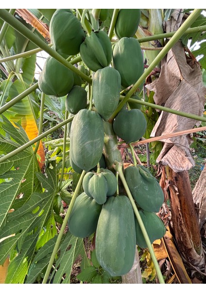 Papaya