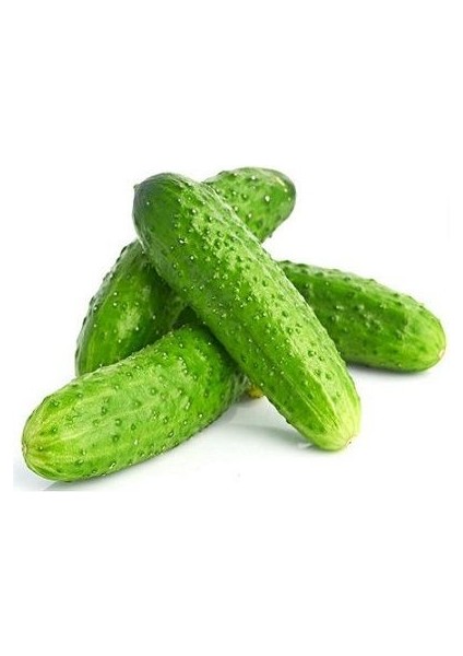 100 Adet Tohum Yeşil Kornişon Salatalık Tohumu Saksı Topraklı