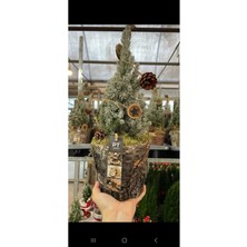 Fidan Marketi Picea Glauca Perfecta - 14 cm Saksı Boyu, 45 cm Bitki Boyu - Yılbaşı Ağacı