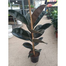 Fidan Marketi Tekli Kauçuk Çiçeği Saksılı Salon Bitkisi