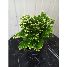 Fidan Marketi Selaginella Estetik ve Doğal Dekorasyon İçin Ideal 15-30 cm