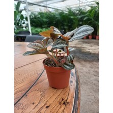 Fidan Marketi Pilea Involucrata, Arkadaşlık Çiçeği Saksılı 5-10 cm