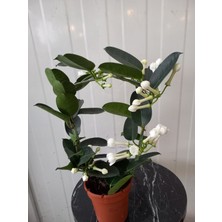 Fidan Marketi Madagaskar Yasemini (Stephanotis) - 12 cm Saksı, 45 cm Boyunda Şık İç Mekan Çiçeği