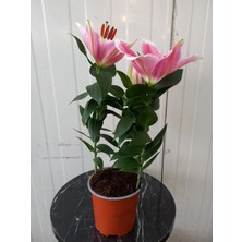 Fidan Marketi Lilium Saksılı 40-50 cm