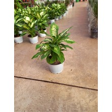 Fidan Marketi Dieffenbachia (Aglayan Çiçek) Saksılı 40-50 cm