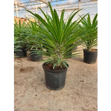Fidan Marketi Madagaskar Palmiyesi 40-50 cm Saksılı Bitki