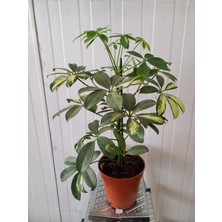 Fidan Marketi Schefflera Bitkisi - Doğal ve Sağlıklı Tekli Bitki Dekorasyonu