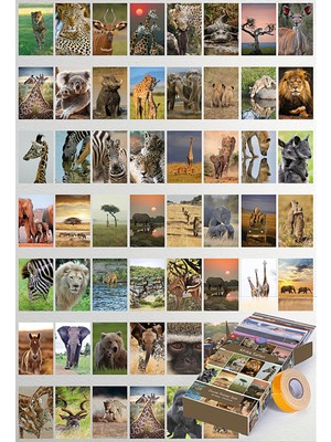 Guguk Afrika Safari 54 Adet Poster Seti, Oda Dekoru