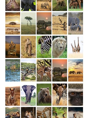 Guguk Afrika Safari 54 Adet Poster Seti, Oda Dekoru