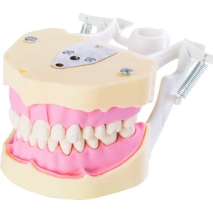 Diş Hekimliği Fakültesi Öğrencileri Eğitimi Için, Çene Çalışma Modeli,28 Dişli