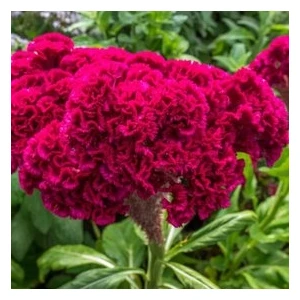 Köy Tohumları 50 Adet Tohum Horoz Ibiği Çiçeği Tohumu Horozibiği Çiçek Tohumları