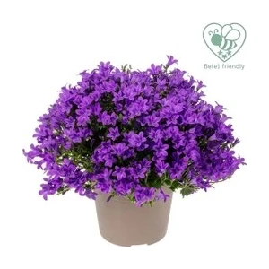 Köy Tohumları 50 Adet Tohum Nadir Çan Kadehi Çiçeği Tohumu Çiçek Tohumu Saksı Topraklı